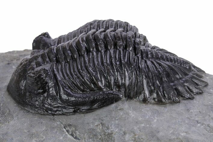 Detailed Hollardops Trilobite Fossil - Morocco #359500